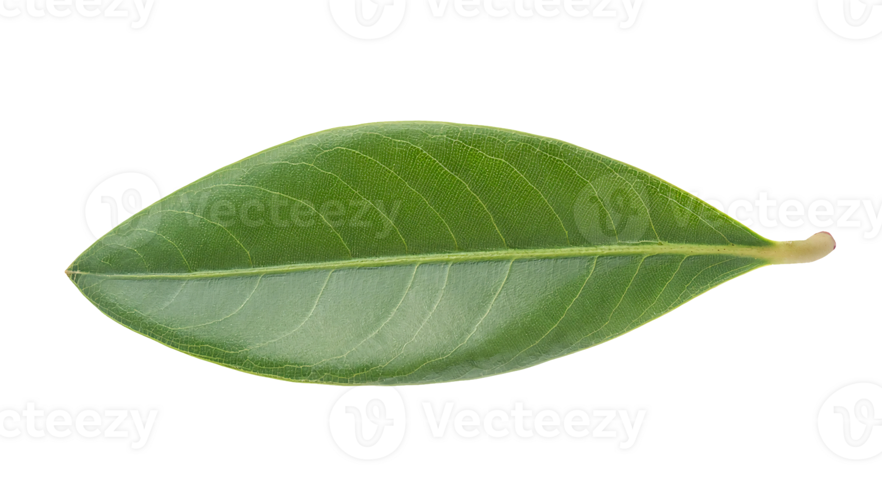 green leaf with visible veins and smooth texture isolated on background for natural and botanical design png