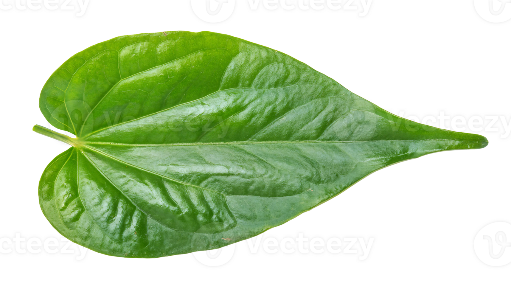 single green glossy leaf with natural texture and vibrant color isolated background for botanical and design use png