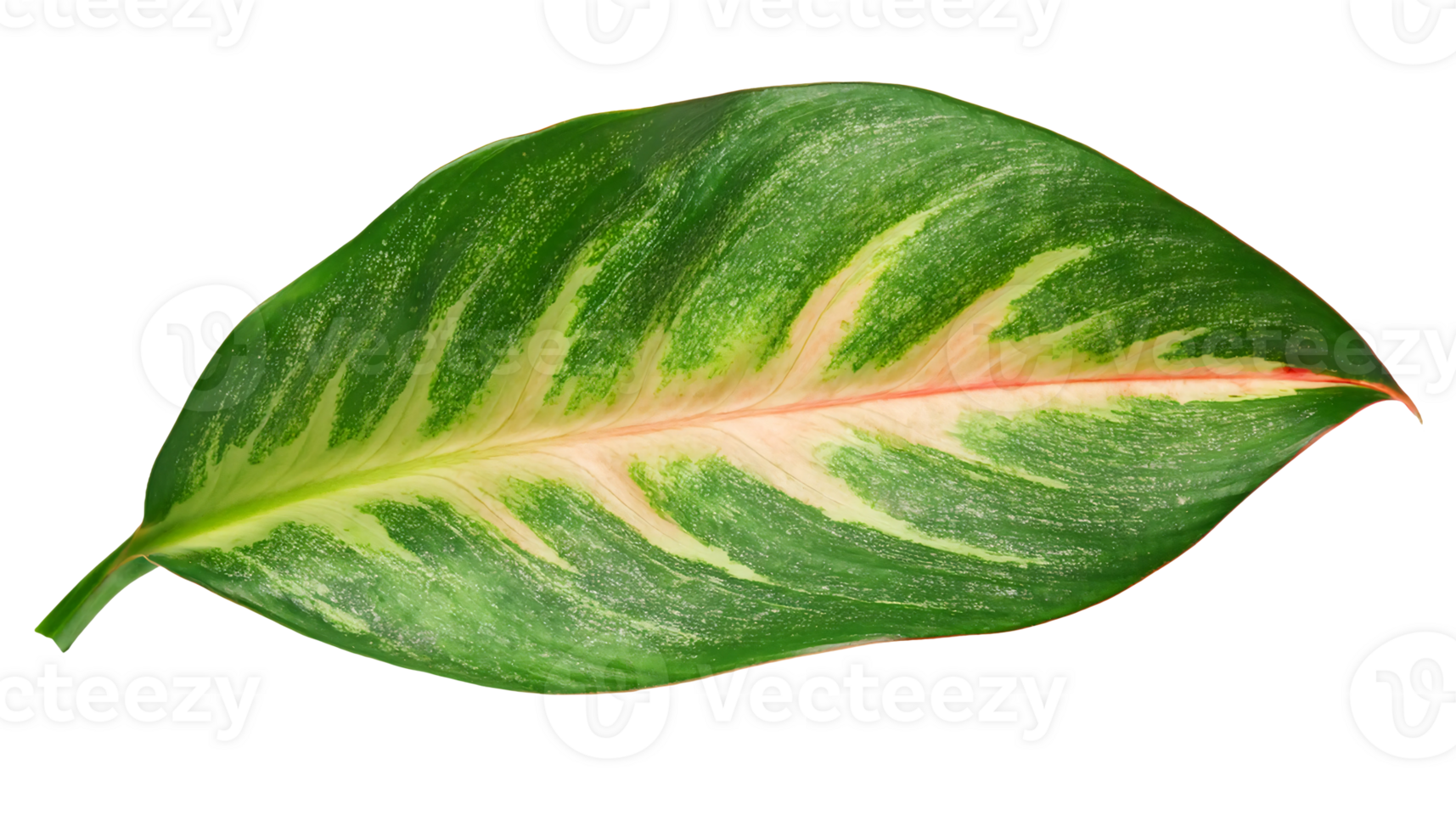 closeup of colorful green leaf with red and yellow patterns on isolated background png
