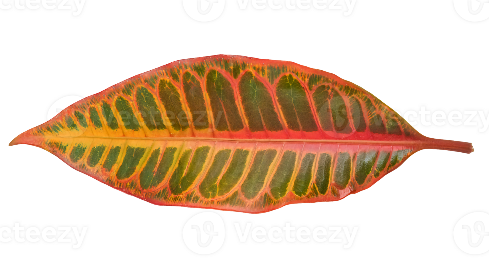 vibrant croton leaf with multicolored red yellow and green pattern isolated background for tropical botanical design png