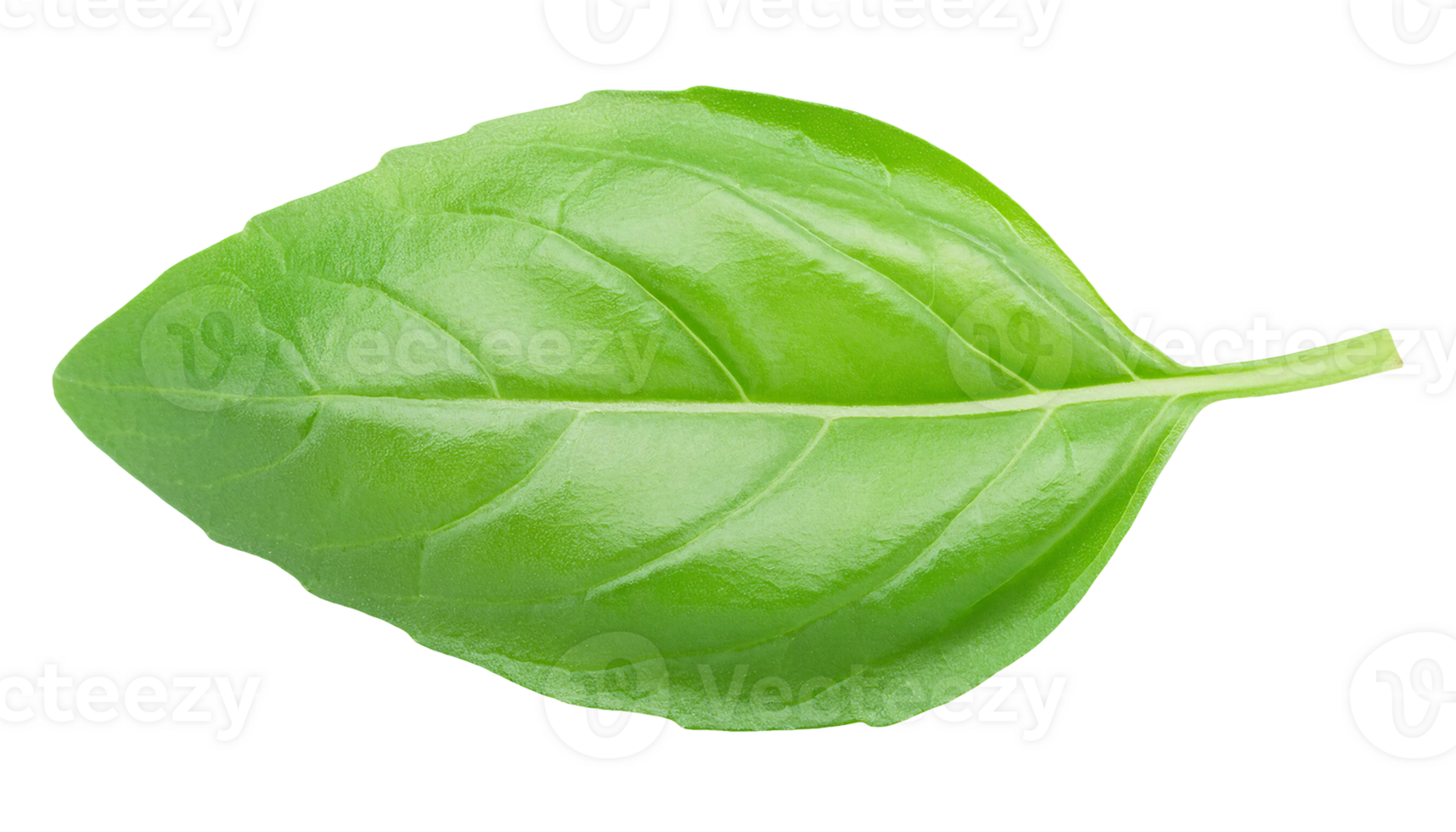 closeup of fresh green basil leaf with detailed texture on isolated background png