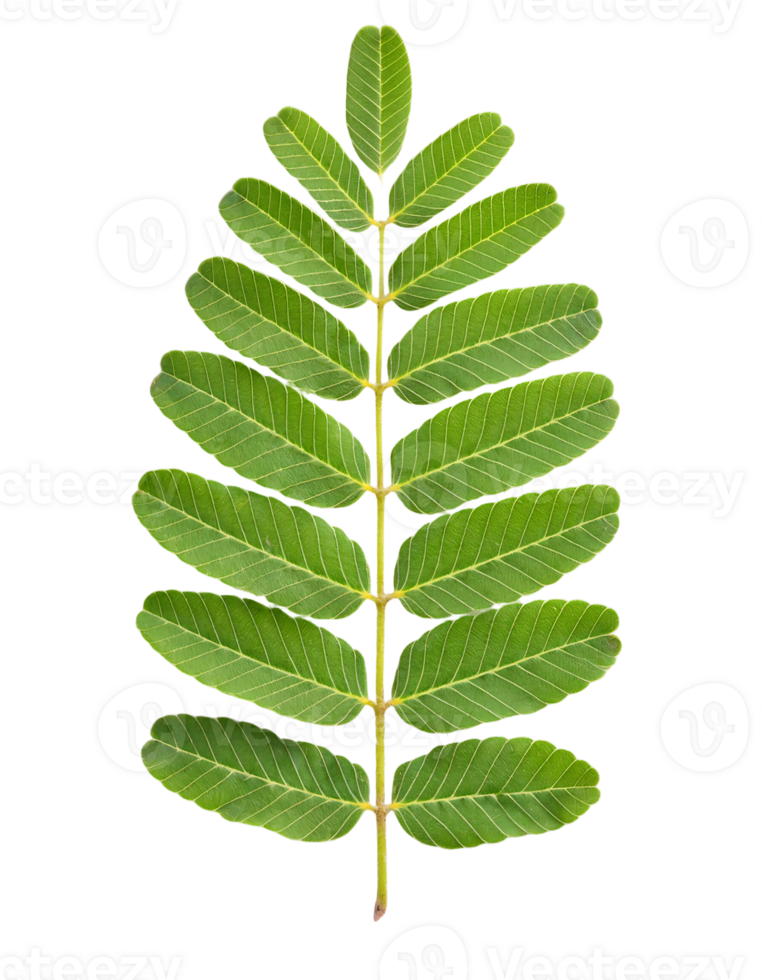 symmetrical green compound leaf on isolated background for botanical and natural design elements png
