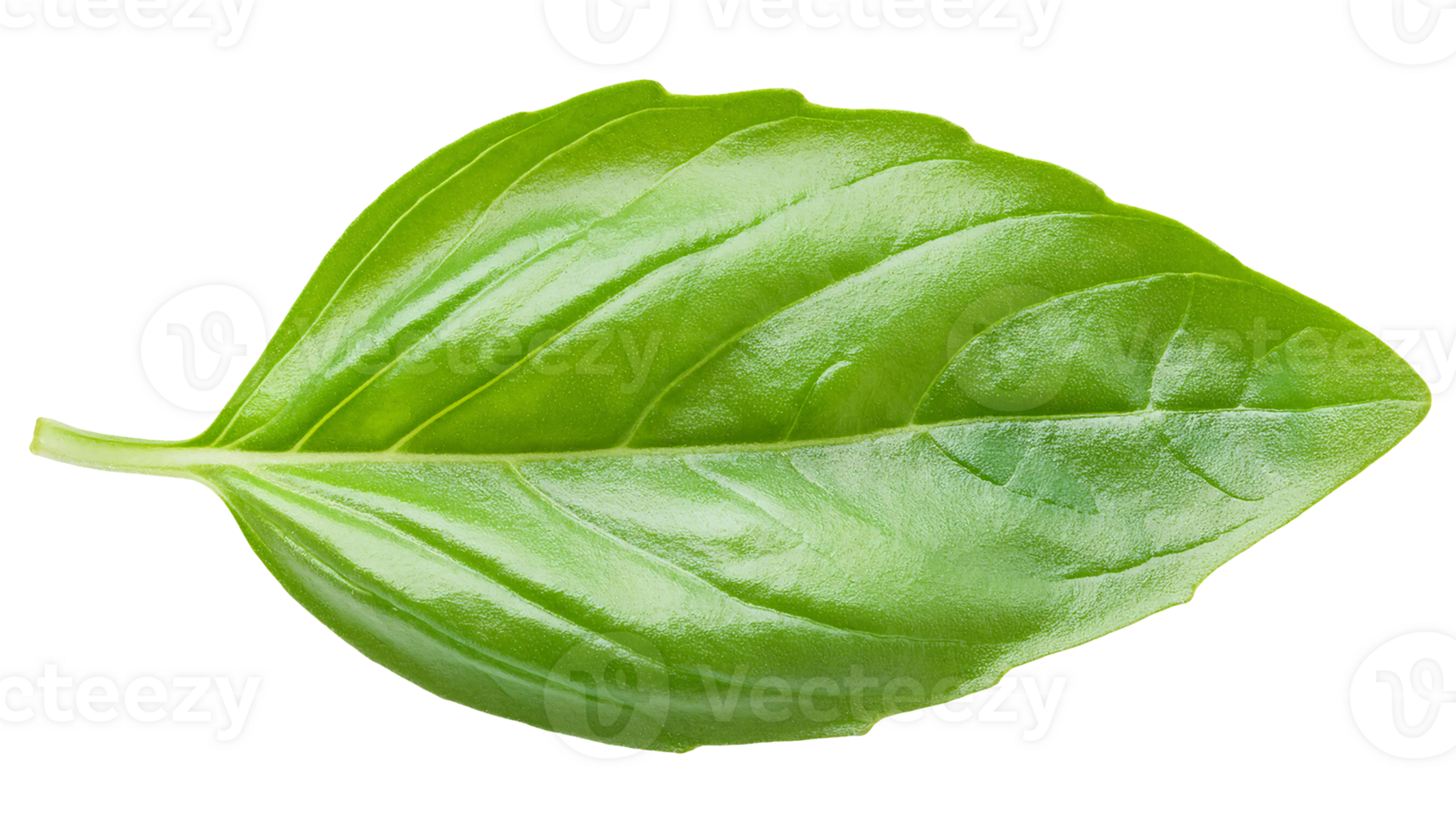 single fresh basil leaf with vibrant green color isolated background for culinary and botanical design png