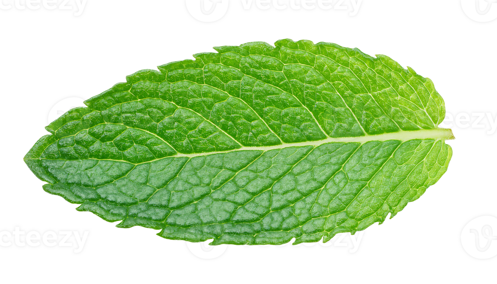 vibrant green mint leaf with textured veins isolated background for botanical and herbal concepts png