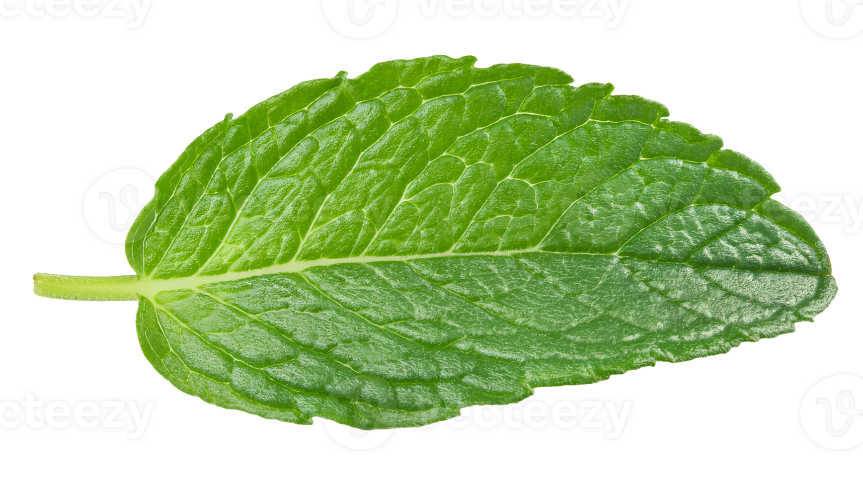fresh green mint leaf on isolated background with detailed texture for herbal and culinary design png