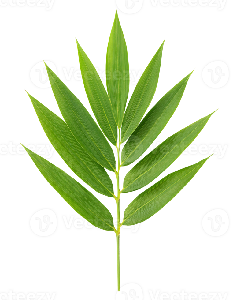 bamboo leaf isolated background tropical foliage for decoration and botanical designs png