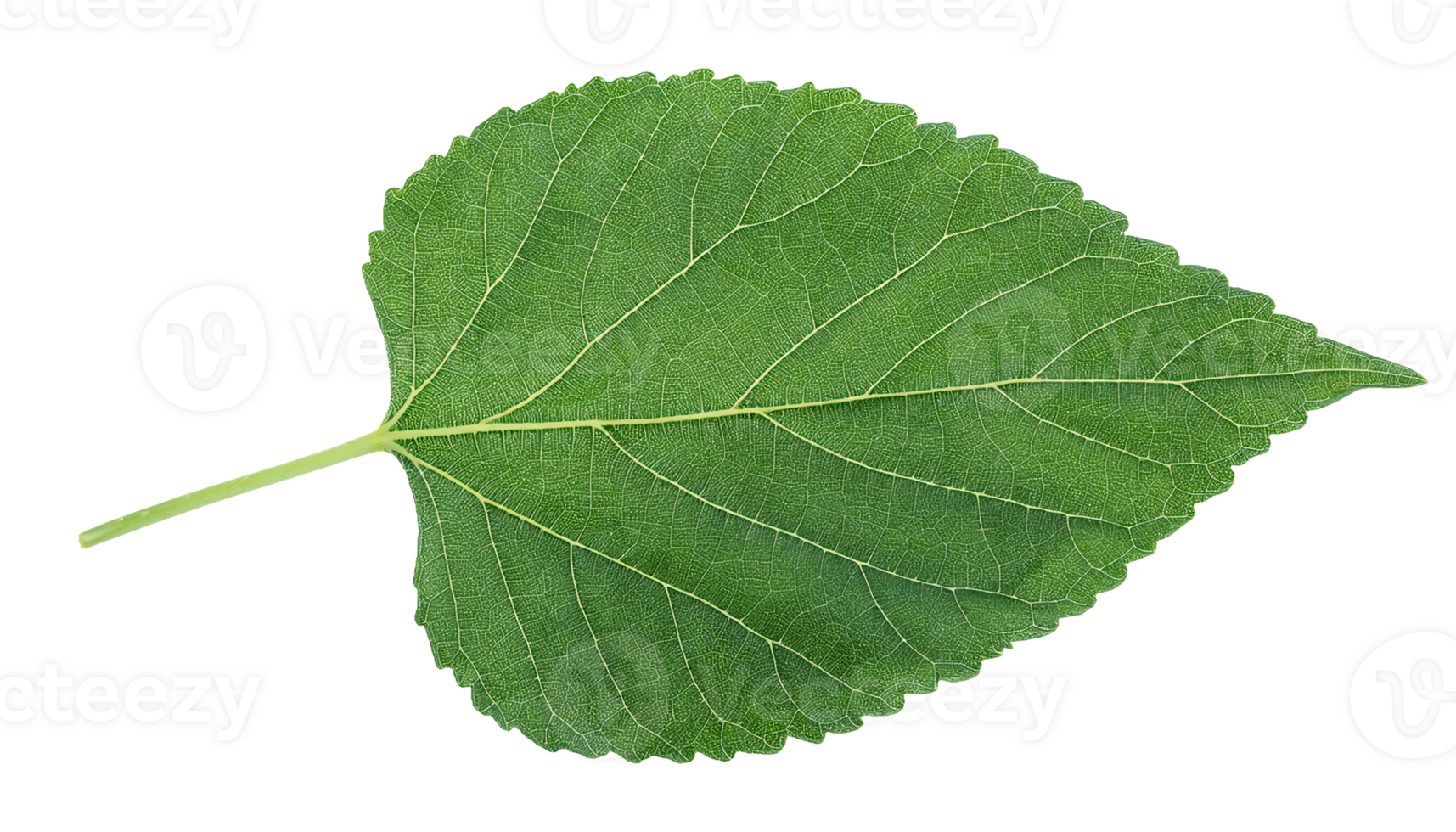 green leaf closeup isolated on background showing detailed veining pattern and heart-shaped structure for botanical and nature studies png