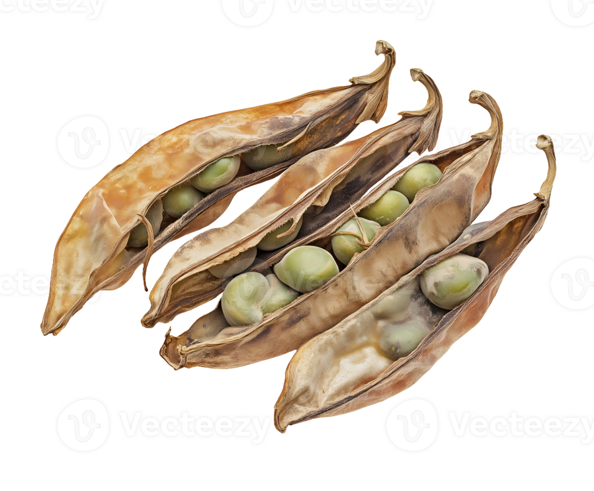 dried and moldy pea pods with decayed green peas isolated on background for food waste and decomposition awareness png