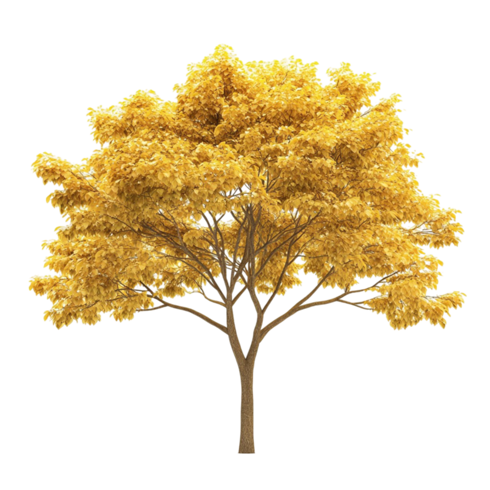 Bright Yellow Tree with Transparent Backdrop png