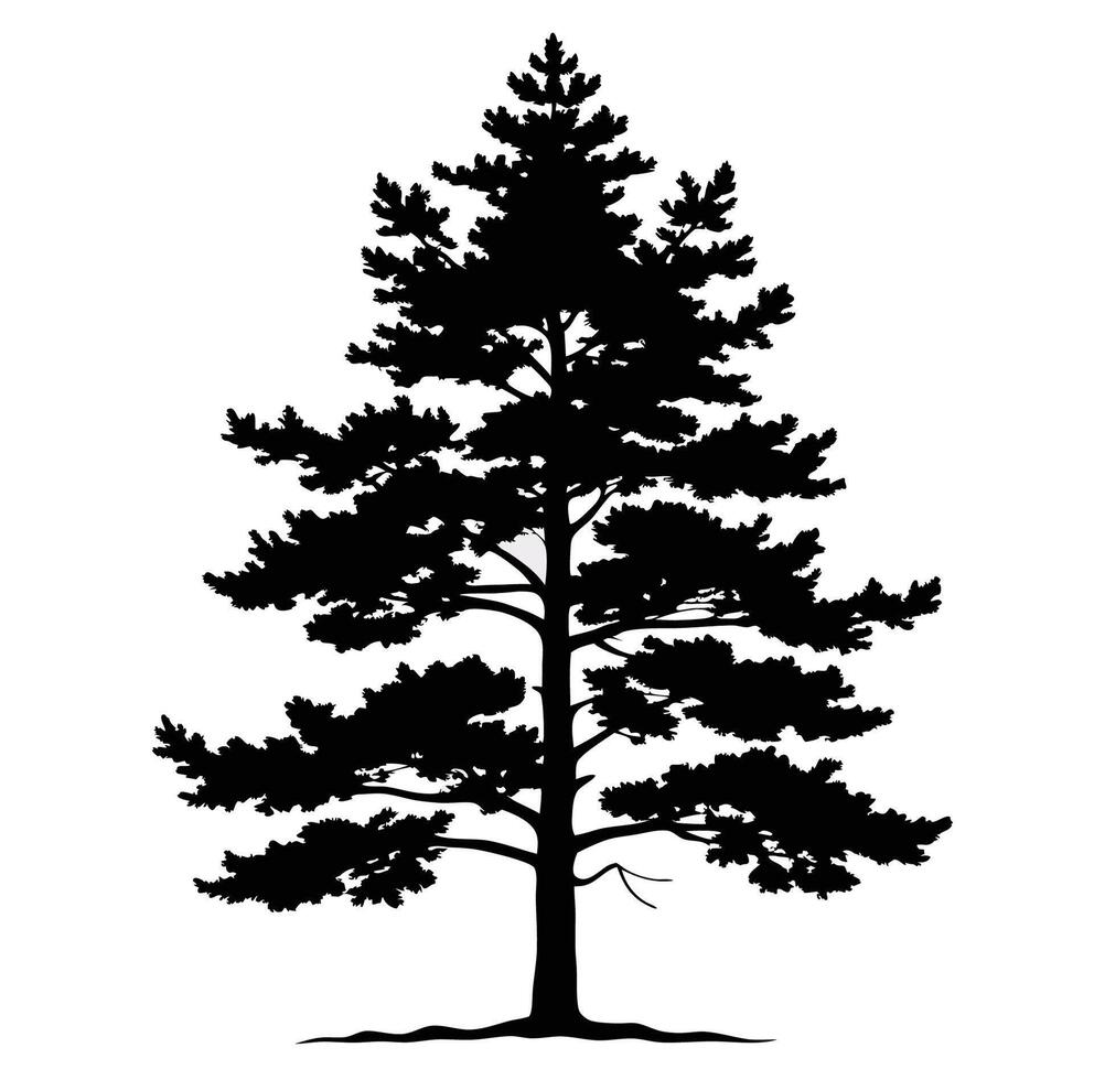 A black and white silhouette of a pine tree vector
