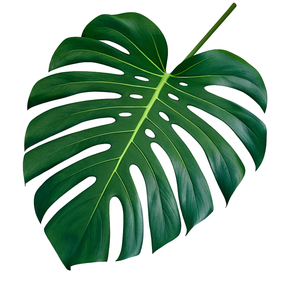 Large Single Monstera Leaf Isolated on Transparent Background Lush Green Tropical Foliage png