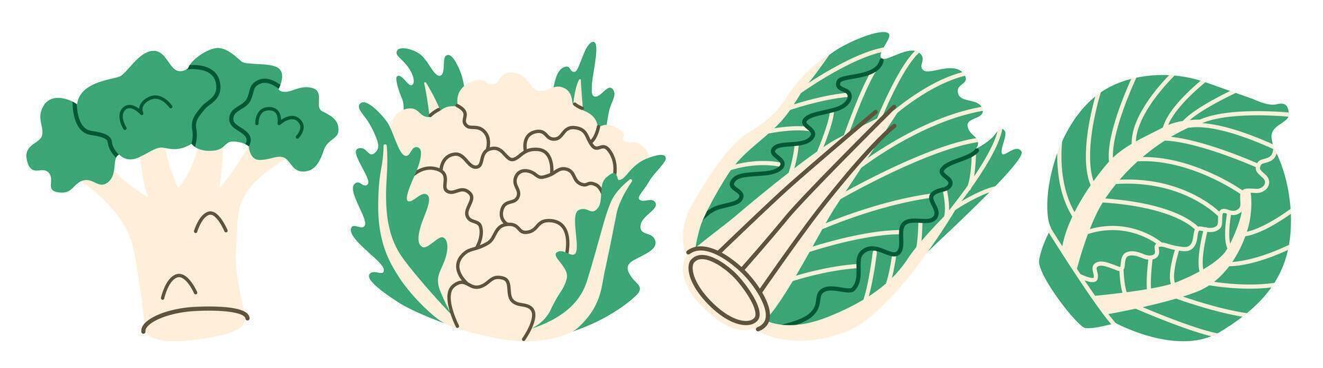 Flat illustration of cabbage, broccoli, and cauliflower showing whole and cut views, ideal for healthy eating, cooking projects, and vegetable-inspired designs. vector