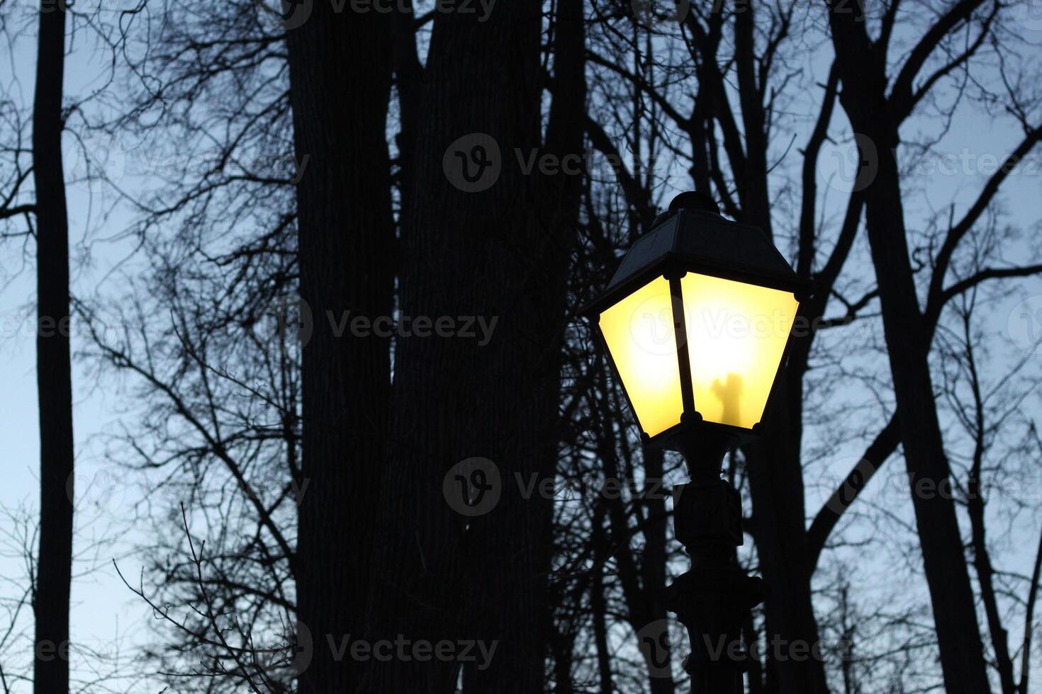 Street light and winter trees photo