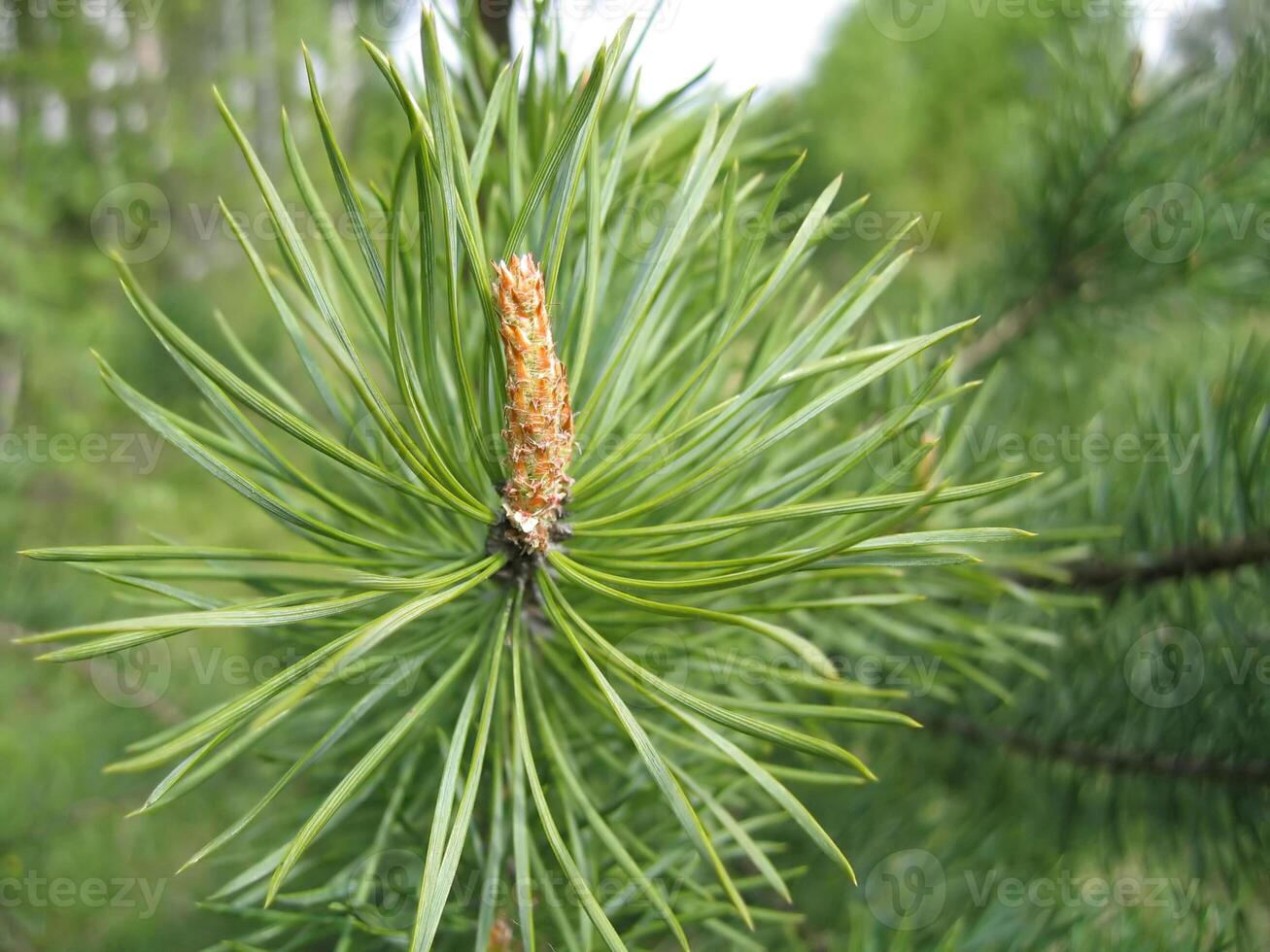 Coniferous tree branch with cone sprout photo
