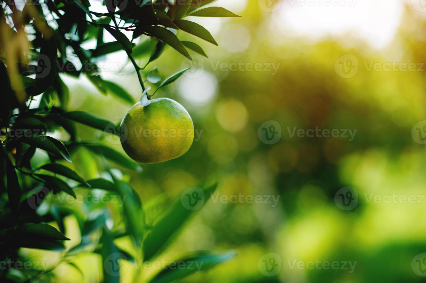 Agricultural products Orange gardens of farmers, production and success in orange cultivation photo