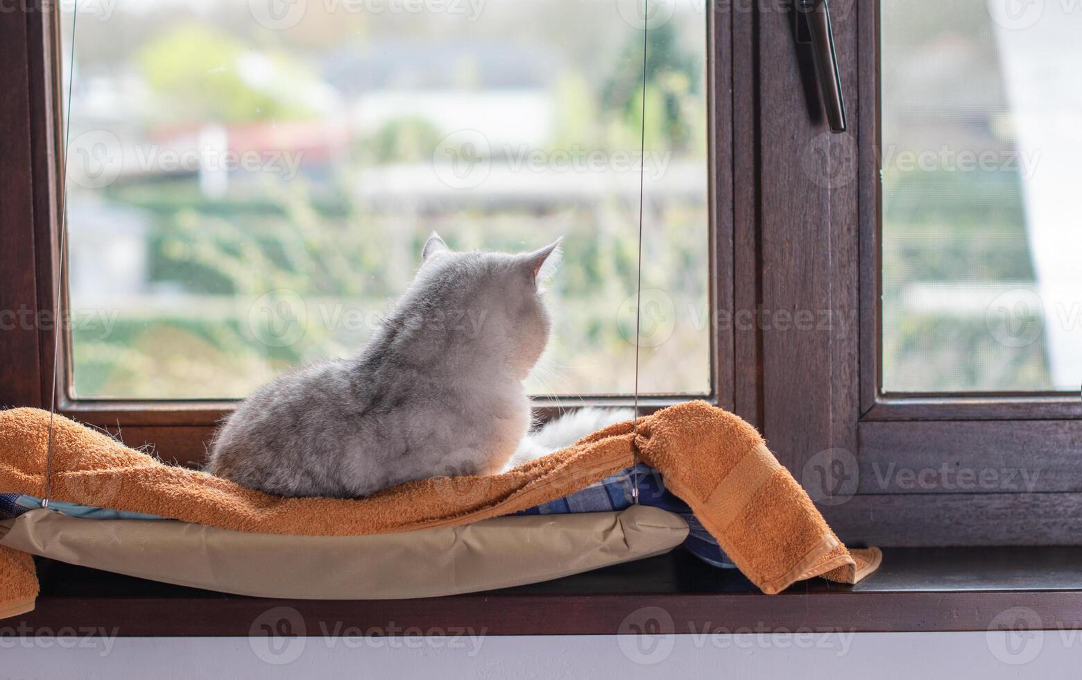 Gray cat lies relaxed on orange blanket on hanging bed on windowsill, warm and cozy atmosphere emphasizing comfort and safety, looks out the window, photo