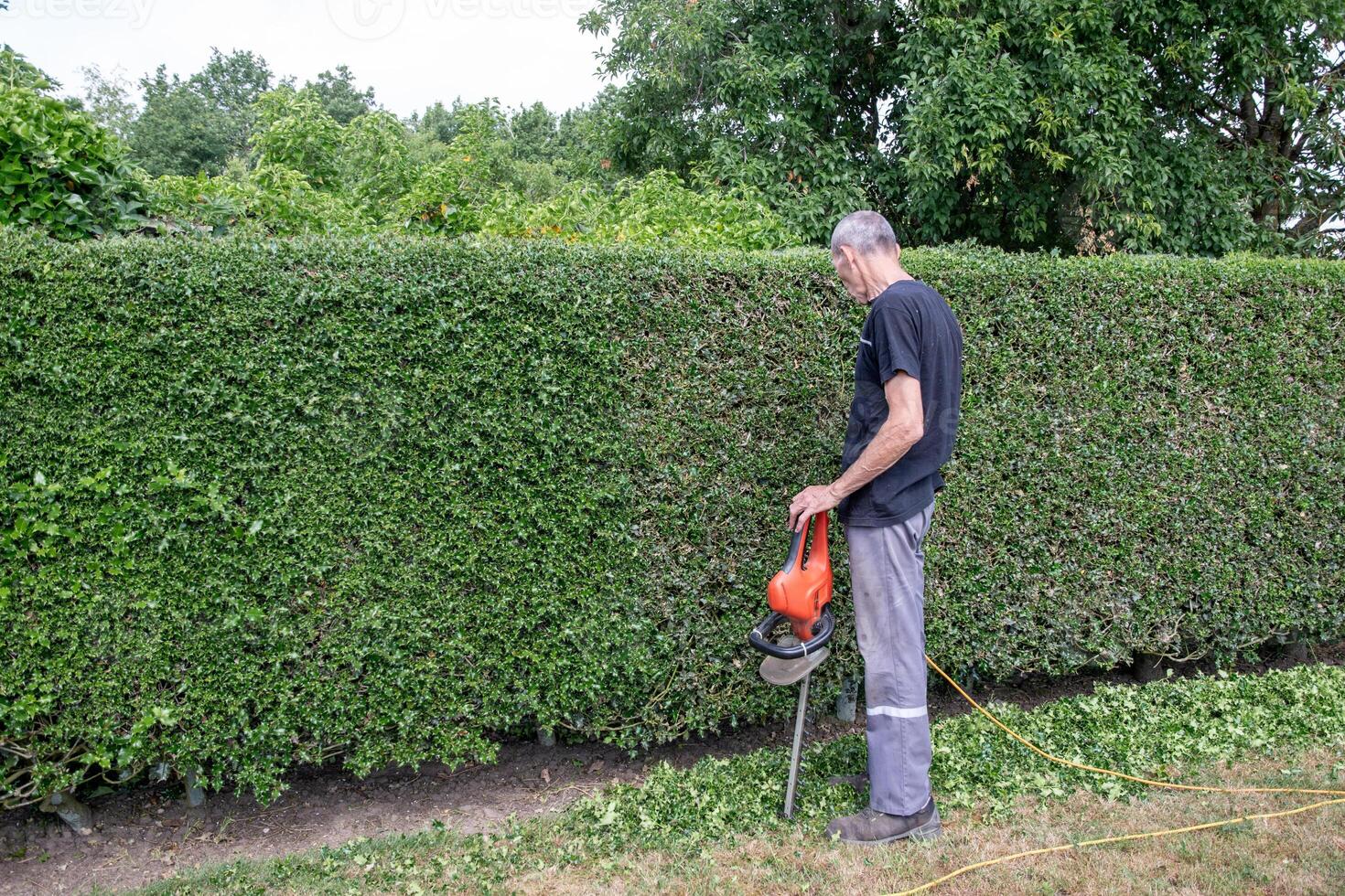 male gardener trims a thorny holly hedge with an electric hedge trimmer in his backyard garden, pauses due to fatigue and stands leaning on the trimmer, photo
