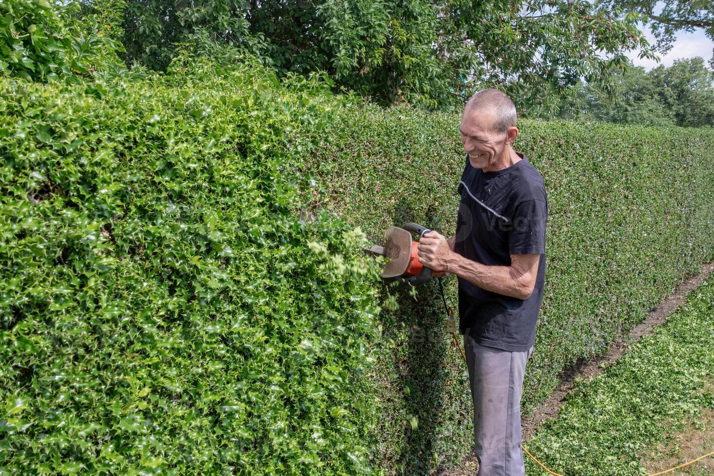 Gardener in work clothes trimming thorny holly hedge with electric hedge trimmer in backyard garden smiling happily and enjoying work on warm sunny day, photo