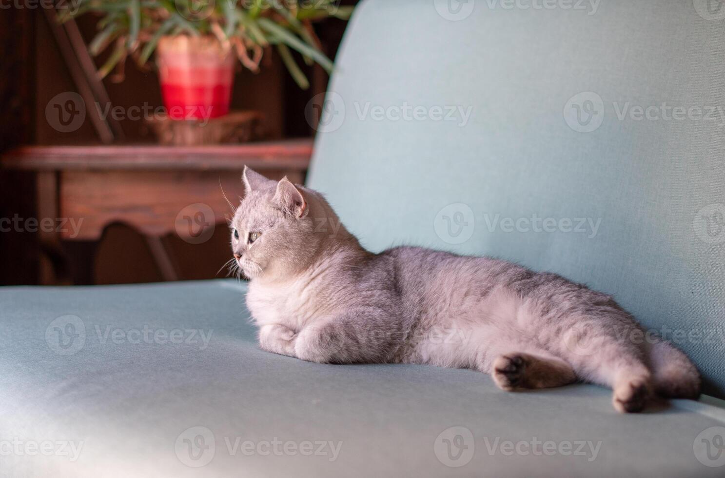 Scottish straight gray kitten peacefully lying on blue sofa in room with sleepy eyes and folded front paws, concept of comfort and warmth for pet, photo