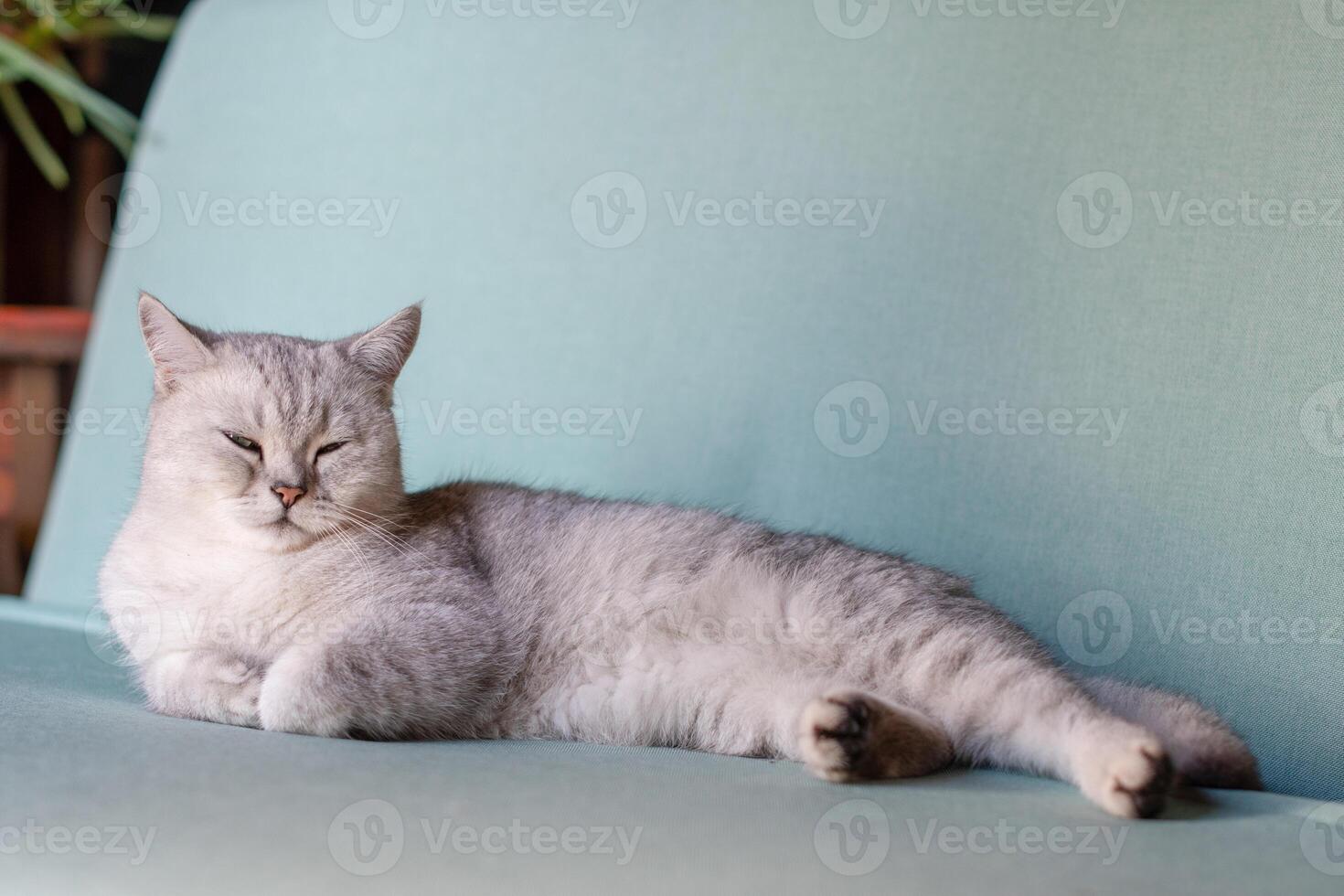 sleepy scottish straight gray kitten resting calmly on blue sofa in room with front paws folded, concept of comfort and warmth for pet, photo