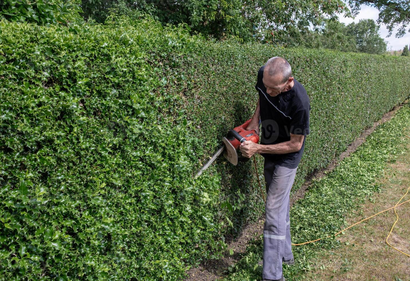 gardener in work clothes trimming thorny holly hedge with electric hedge trimmer in backyard garden enjoying work on warm sunny day, side view photo
