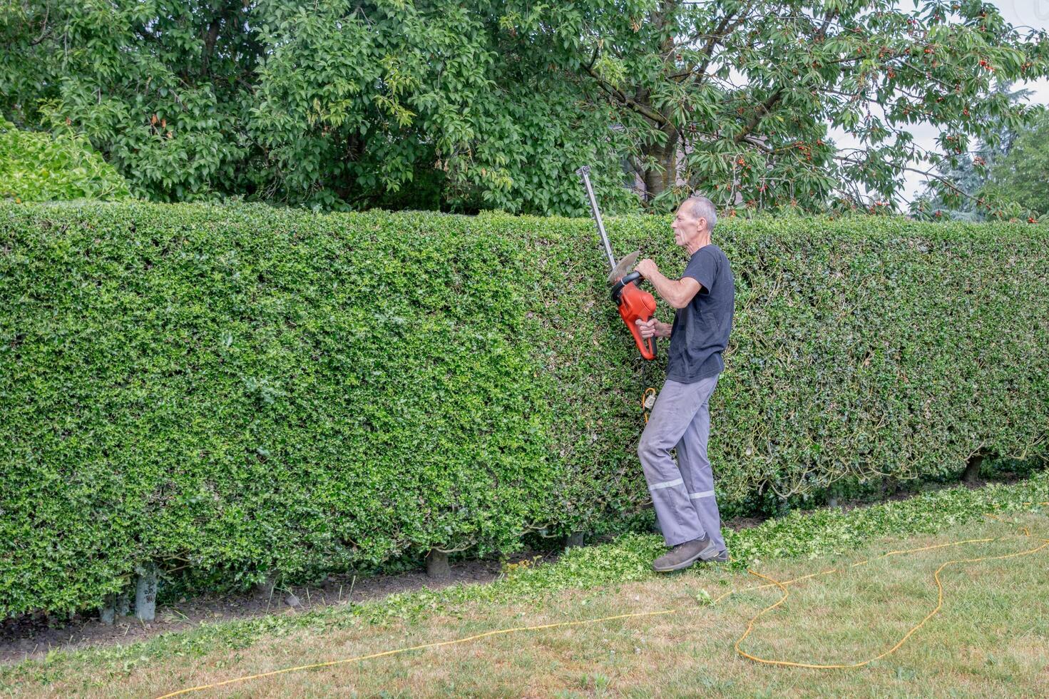 Male gardener trimming thorny holly hedge with electric hedge trimmer in his backyard garden, seasonal work concept in spring, photo