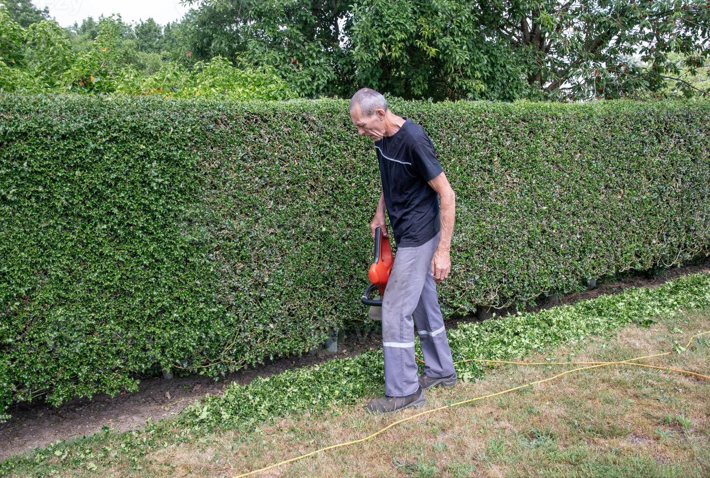 male gardener trims a thorny holly hedge with an electric hedge trimmer in his backyard garden, pauses due to fatigue,moves a heavy trimmer to a new location photo