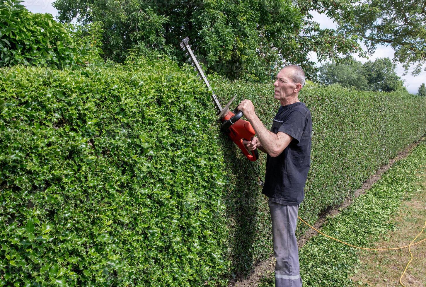 Gardener in work clothes trimming thorny holly hedge with electric hedge trimmer in backyard garden, lifting heavy garden tool by hand, photo