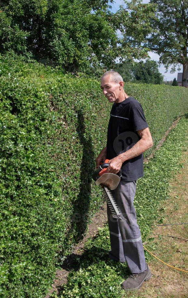 Cheerful gardener in work clothes trimming thorny holly hedge with electric hedge trimmer in backyard garden enjoying work on warm sunny day,vertical photo, photo