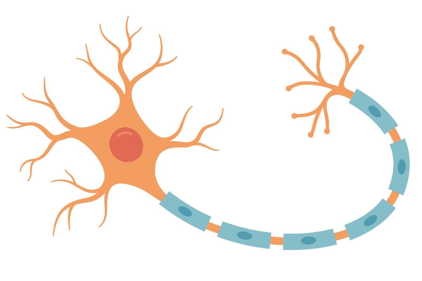 Illustration of orange neuron. Nerve cell vector