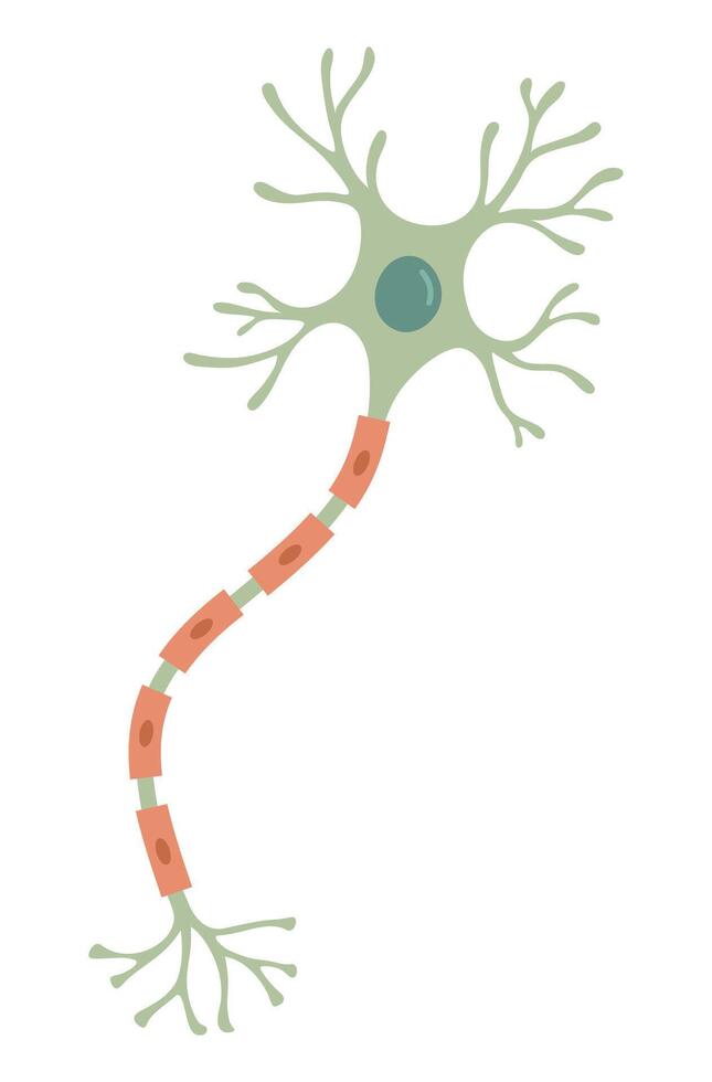 Illustration of Nerve cell. Neuron vector