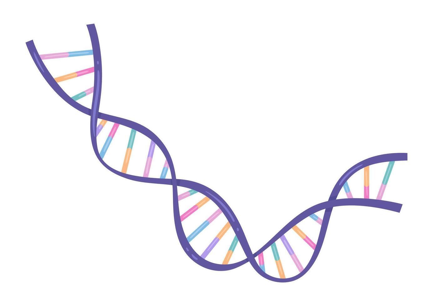illustration of purple spiral DNA double helix isolated on white background vector