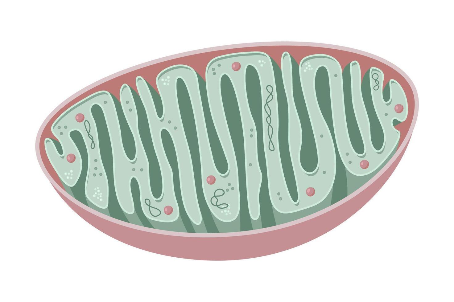 Flat Illustration of Mitochondria. Cross-section view vector