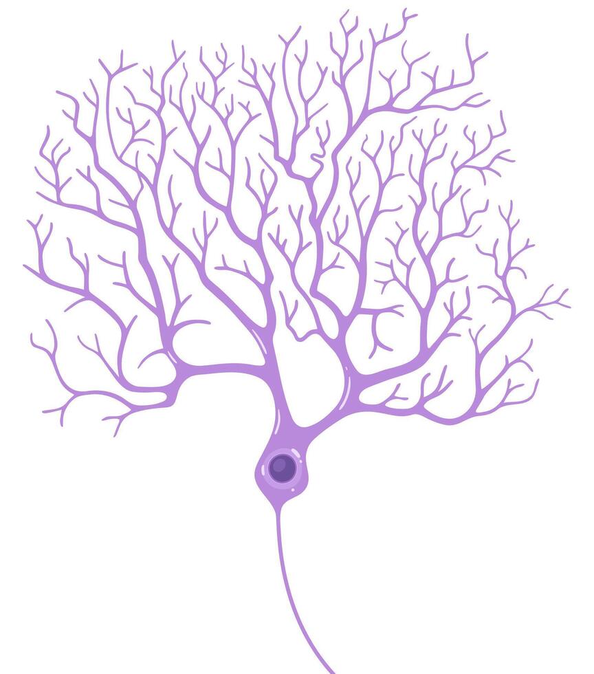 Purple Purkinje cells. Pear-shaped neurons. vector