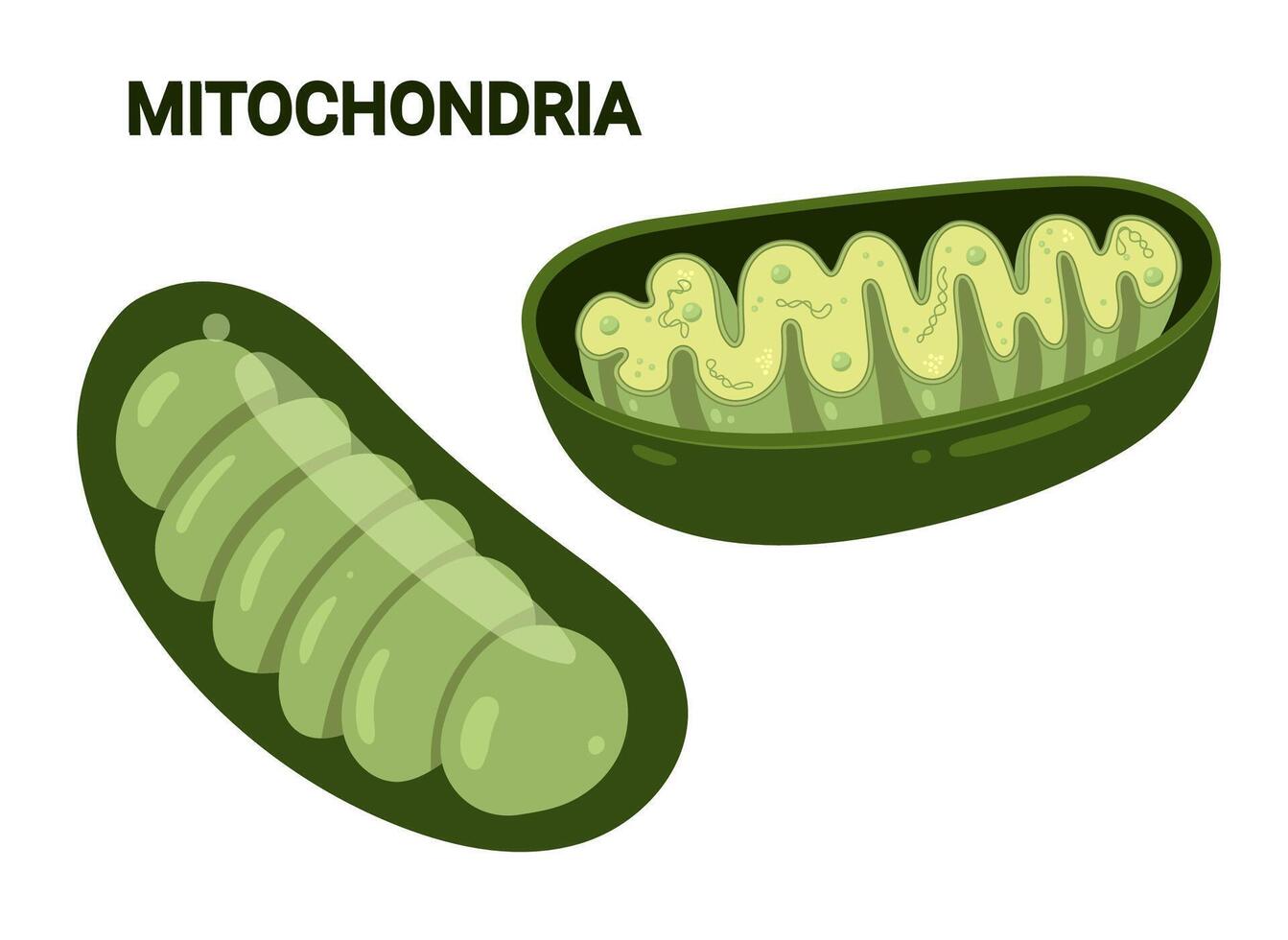 Diagram of green Mitochondria. Cross-section view. Medical infographics vector