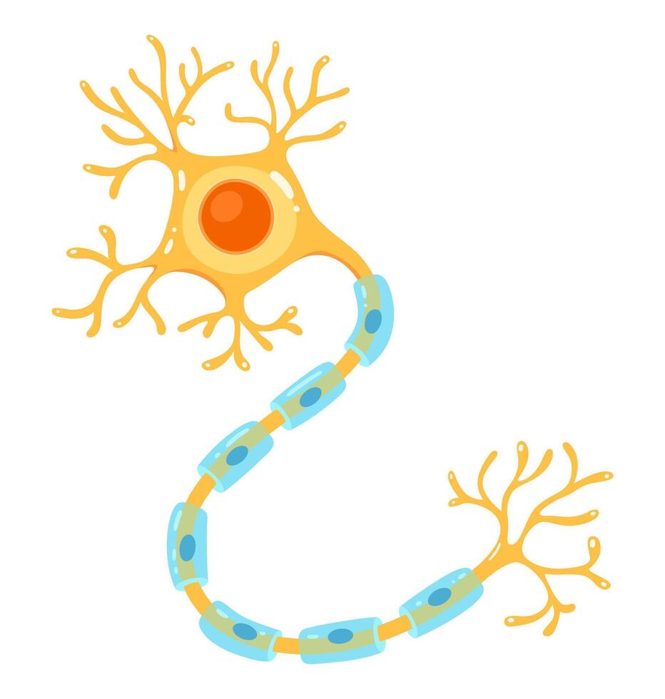 Colorful Illustration of neuron. Nerve cell vector