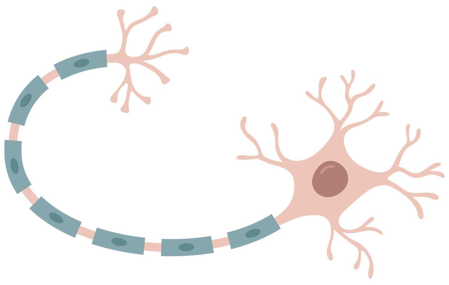 Colorful Illustration of nerve cell. Neuron vector