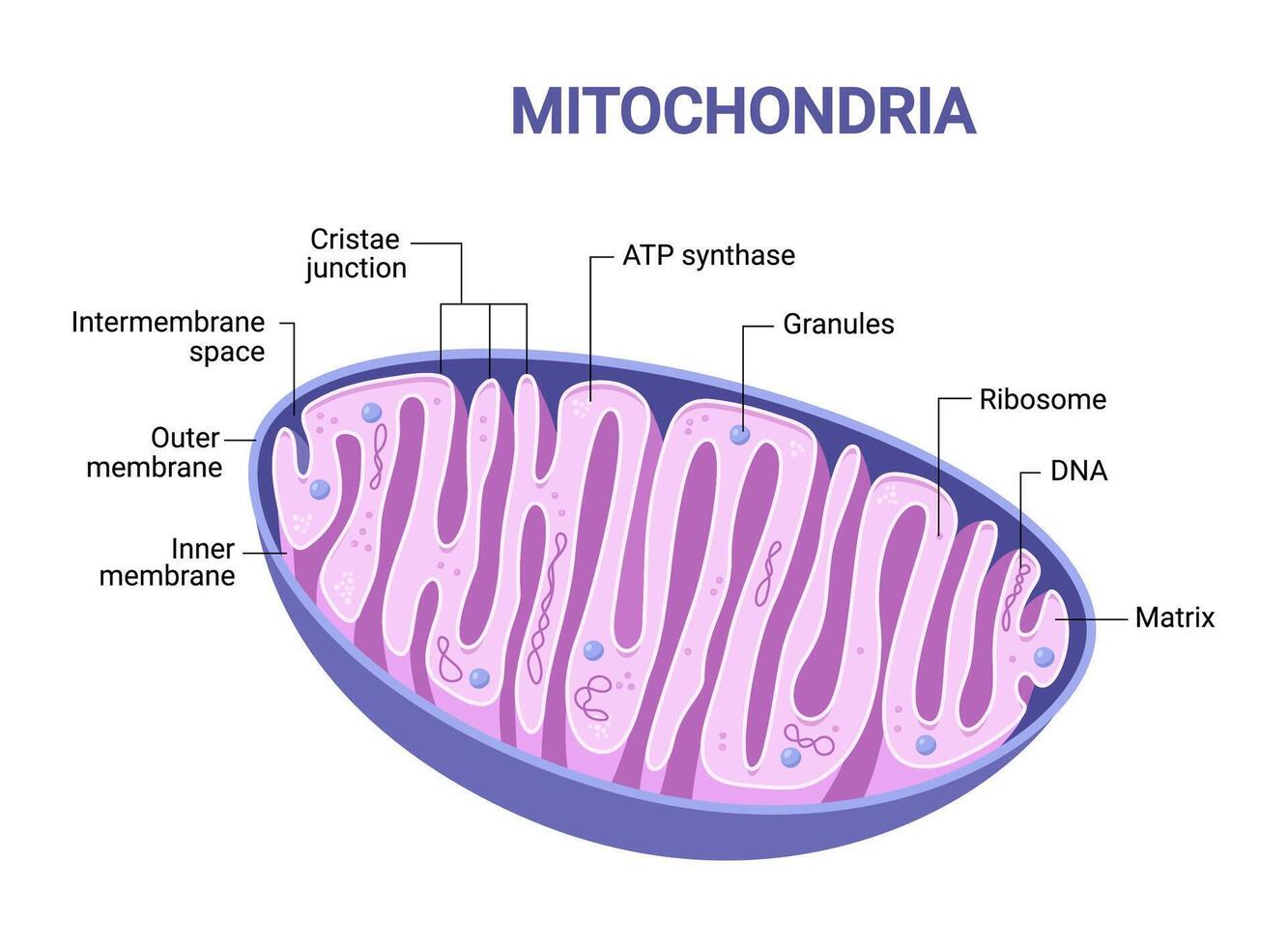 Illustration of pink Mitochondria. Cross-section view vector