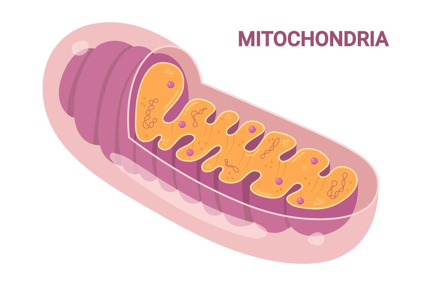 Illustration of pink Mitochondria. Cross-section view. Medical infographics vector