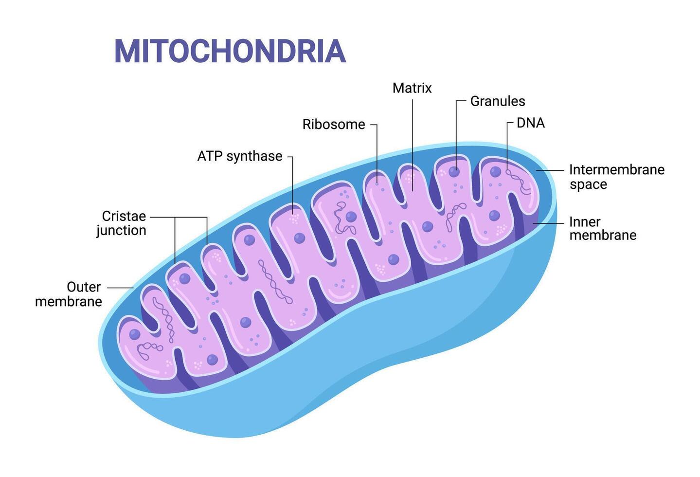Illustration of Mitochondria. Cross-section view. Medical infographics vector