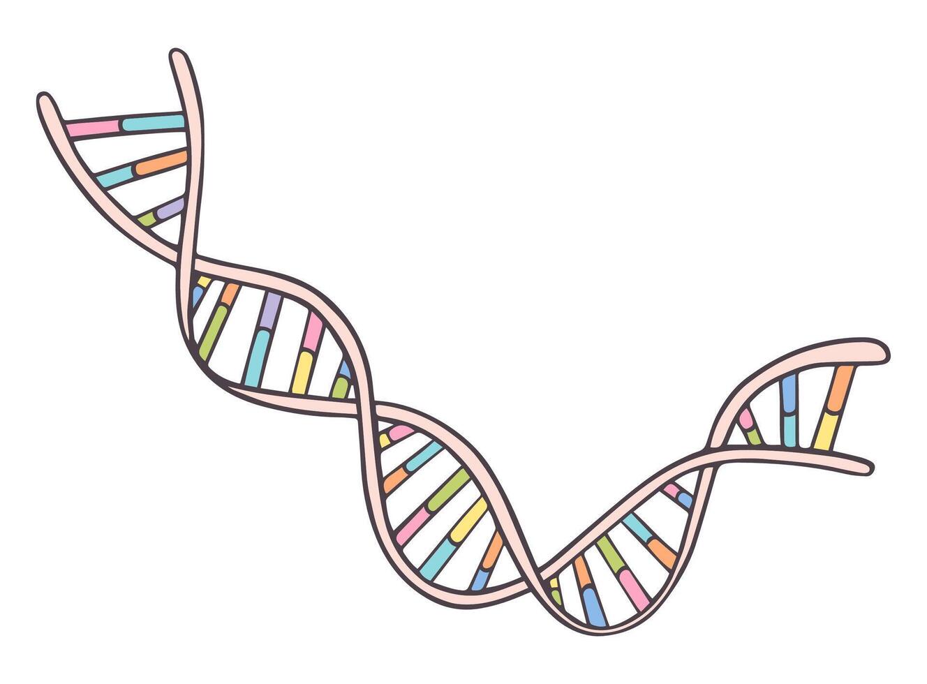 illustration of spiral DNA double helix isolated on white background vector