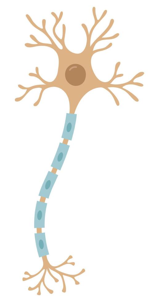 Nerve cell. Illustration of neuron. vector