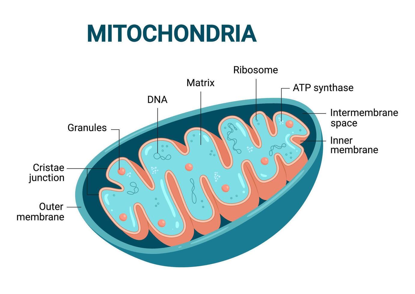 Illustration of green Mitochondria. Cross-section view. Medical infographics vector