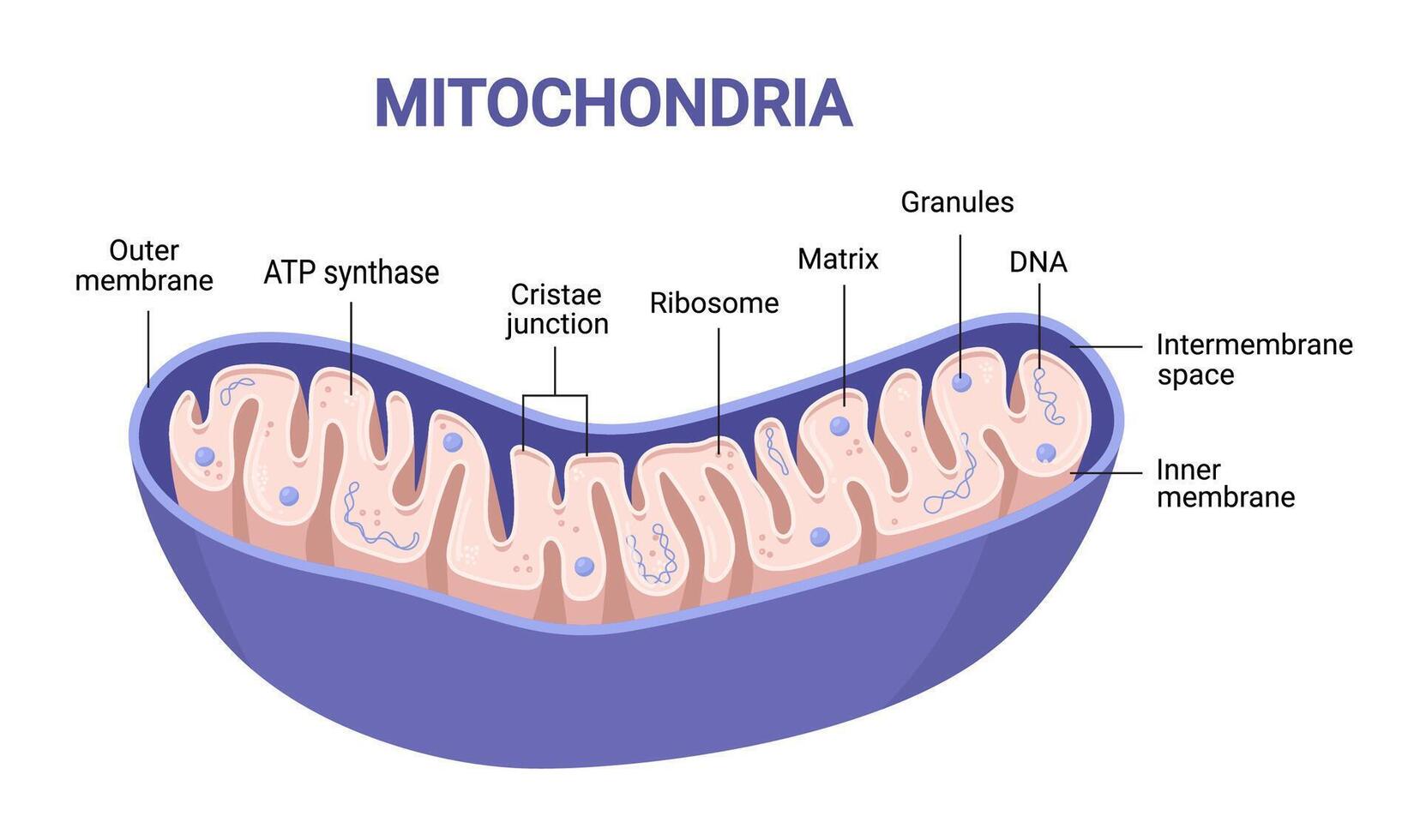 Colorful Illustration of Mitochondria. Cross-section view vector