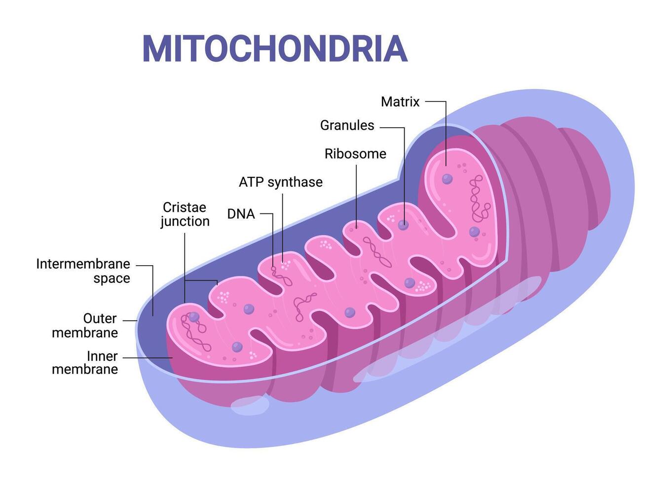 Illustration of purple Mitochondria. Cross-section view. Medical infographics vector