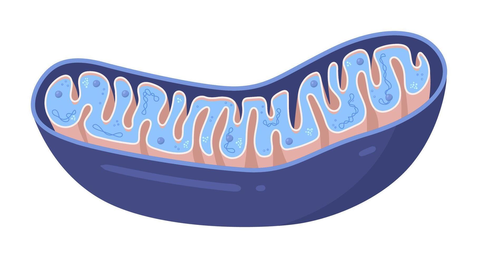 Illustration of blue Mitochondria. Cross-section view vector