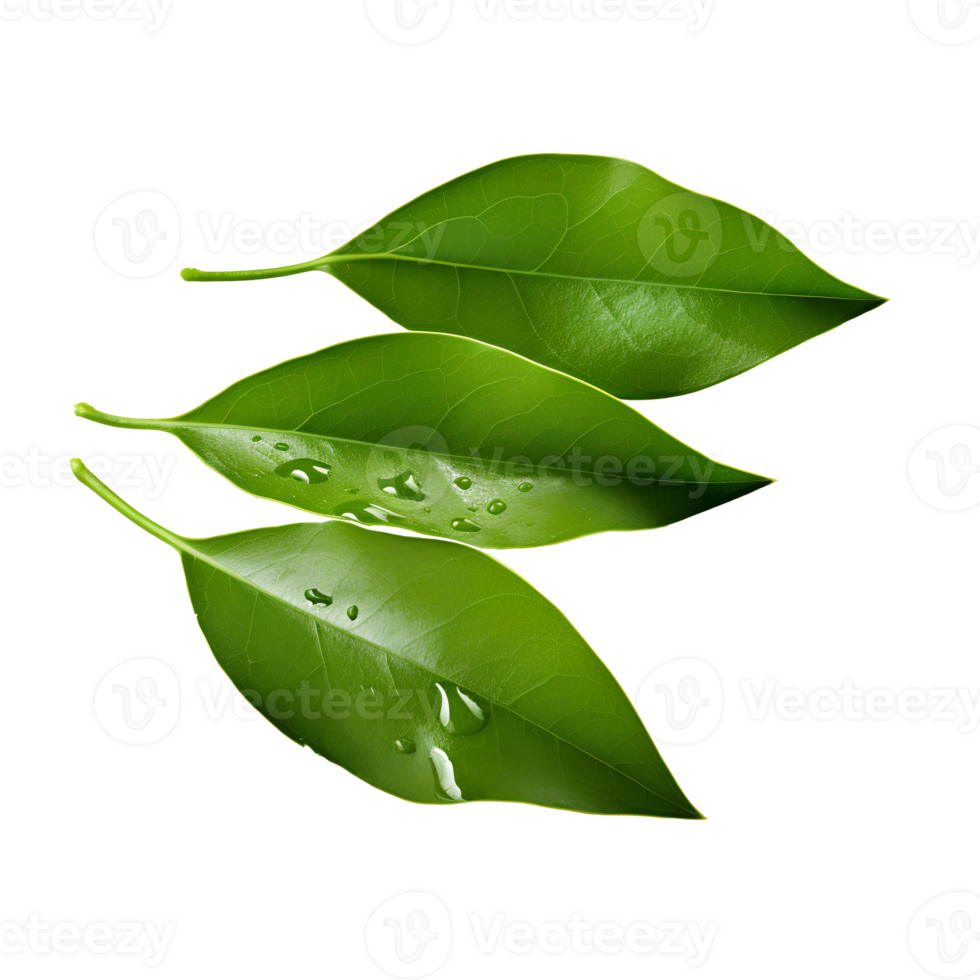 Green leaves featuring natural and vibrant tones perfect for designs emphasizing organic themes, eco-friendly visuals, and environmental harmony png