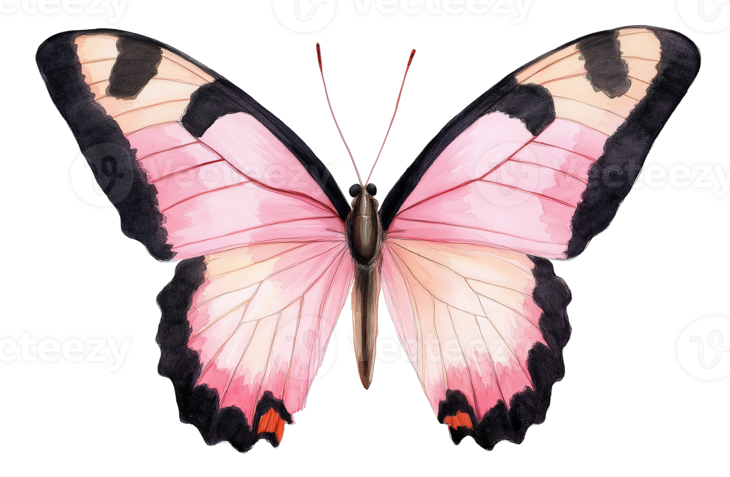 Stunning butterfly vibrant pink wings with black edges transparent image. Wing details isolated cutout. Symmetrical pattern. Pollinator bug. Insect cut out clipart design element png