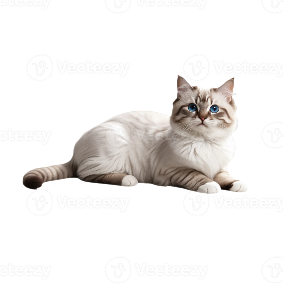 Charming Gray and White Cat Illustration with Intricate Fur and Lifelike Details png