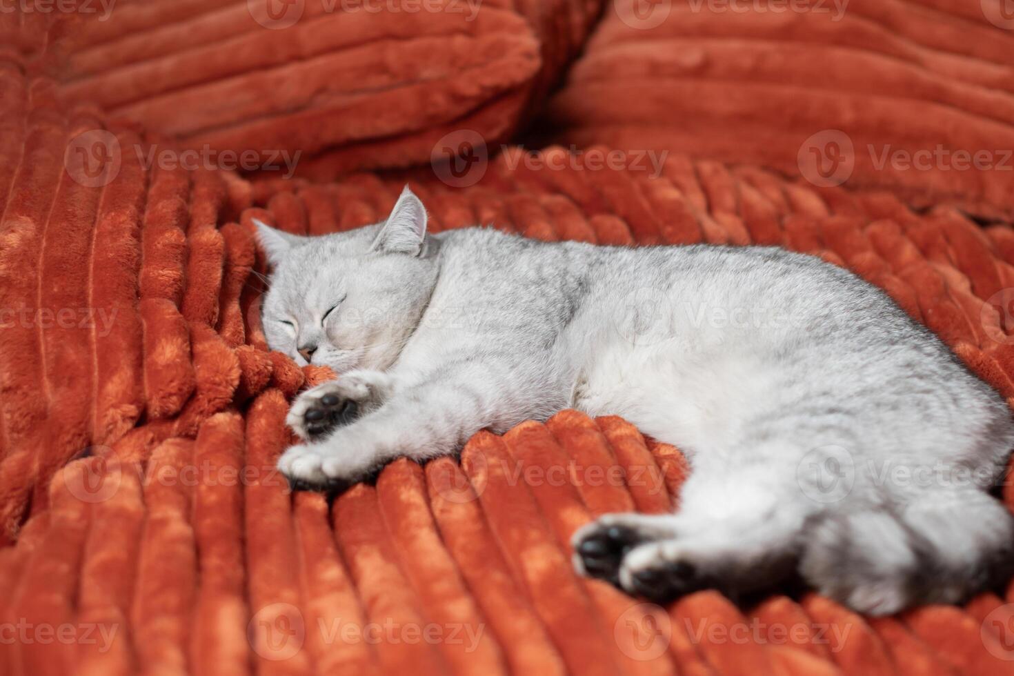 Sleepy gray kitten sleeps peacefully on an orange blanket and sees sweet dreams, photo
